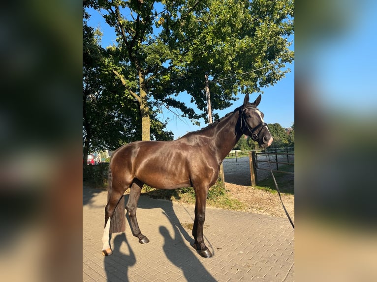 Westfaliano Castrone 6 Anni 176 cm Baio nero in Voerde