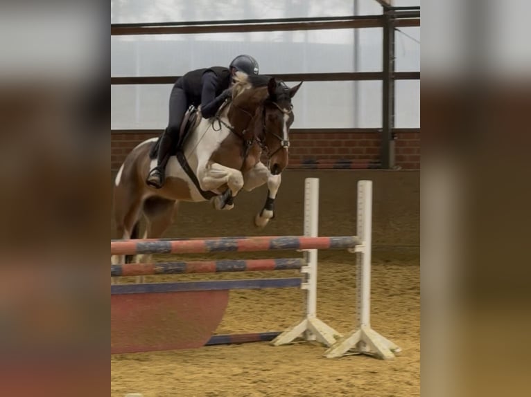 Westfaliano Castrone 6 Anni 176 cm Pezzato in Warendorf