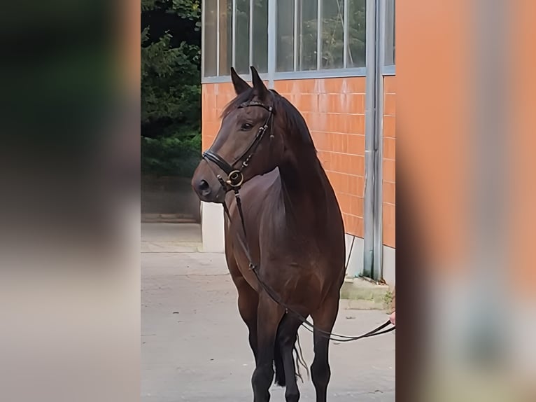 Westfaliano Castrone 6 Anni 177 cm Baio nero in Lage