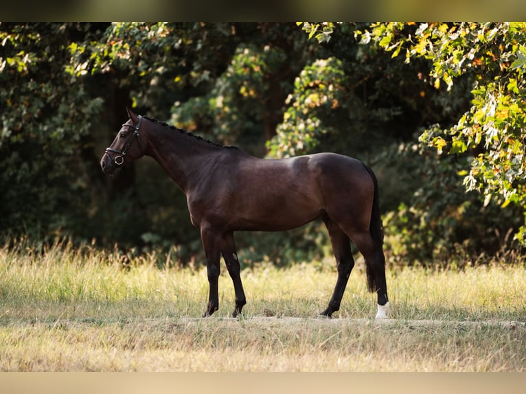 Westfaliano Castrone 6 Anni 177 cm Baio scuro in Ratingen
