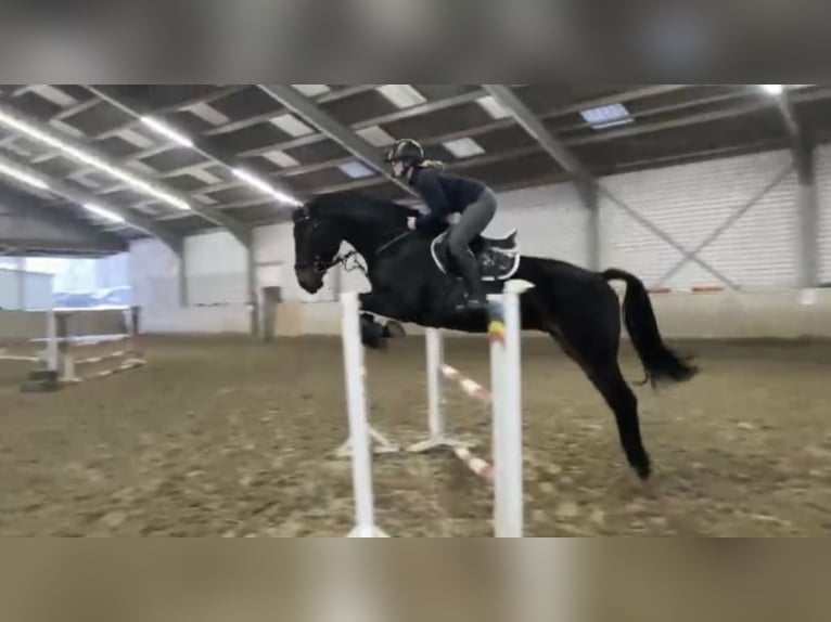 Westfaliano Castrone 6 Anni 178 cm Baio nero in Windhagen