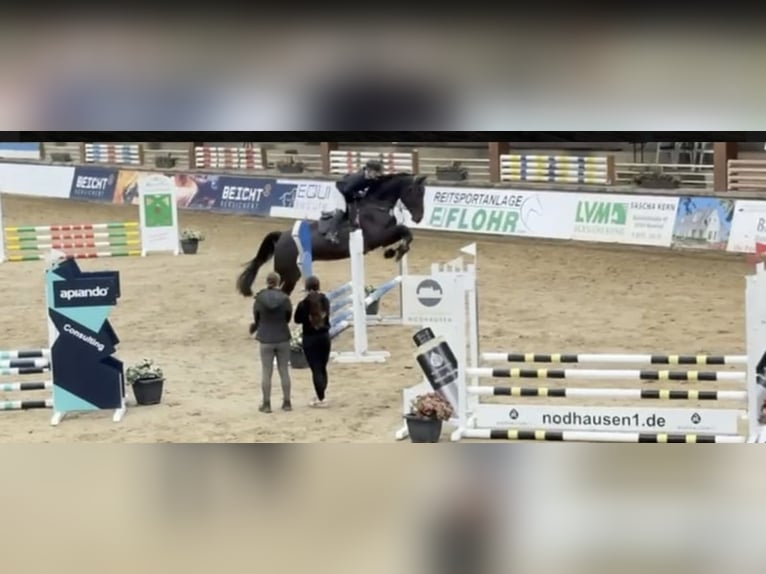 Westfaliano Castrone 6 Anni 178 cm Baio nero in Windhagen