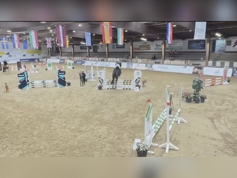 Westfaliano Castrone 6 Anni 178 cm Baio nero in Windhagen