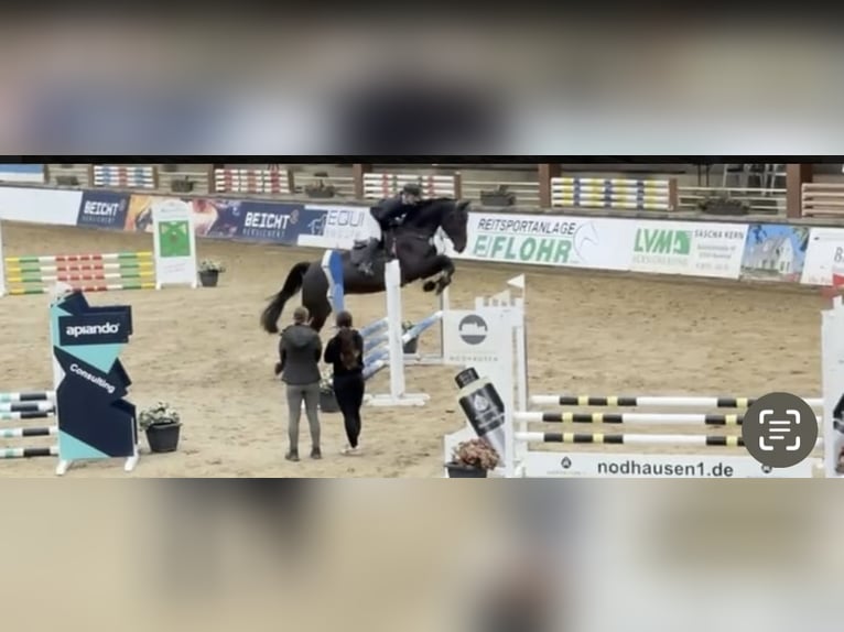 Westfaliano Castrone 6 Anni 178 cm Baio nero in Windhagen