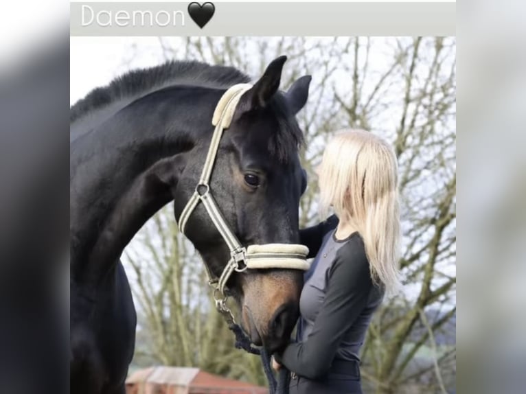 Westfaliano Castrone 6 Anni 178 cm Baio nero in Windhagen
