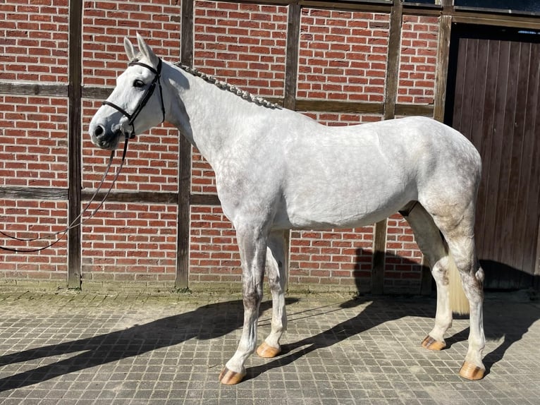 Westfaliano Castrone 6 Anni 180 cm Grigio in Nordkirchen