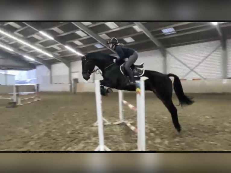 Westfaliano Castrone 6 Anni 182 cm Baio nero in Windhagen