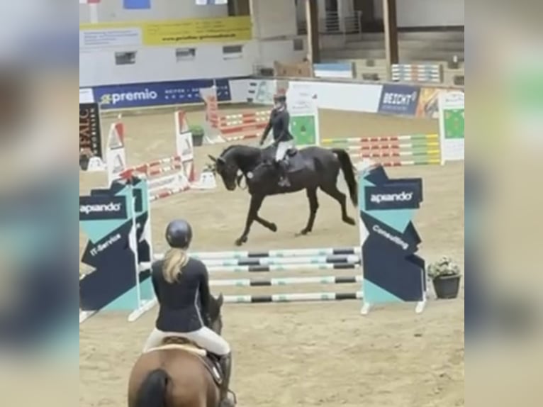 Westfaliano Castrone 6 Anni 182 cm Baio nero in Windhagen