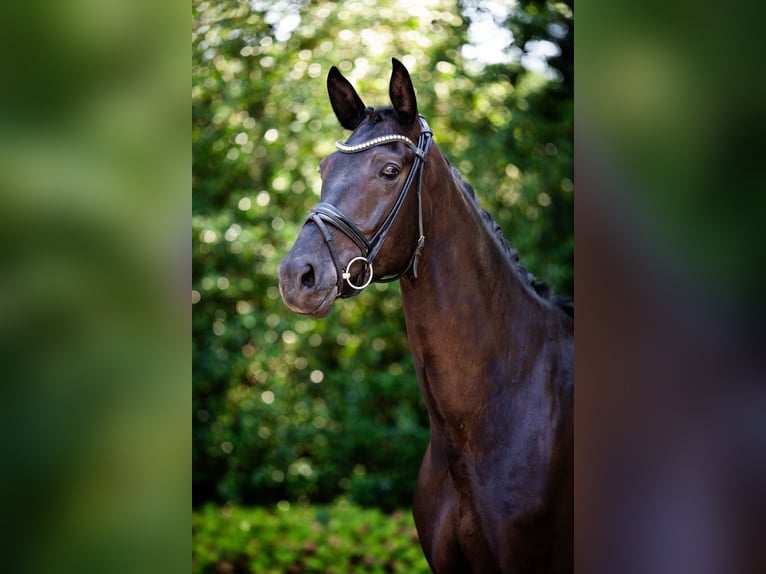 Westfaliano Castrone 6 Anni 182 cm Morello in Hamm