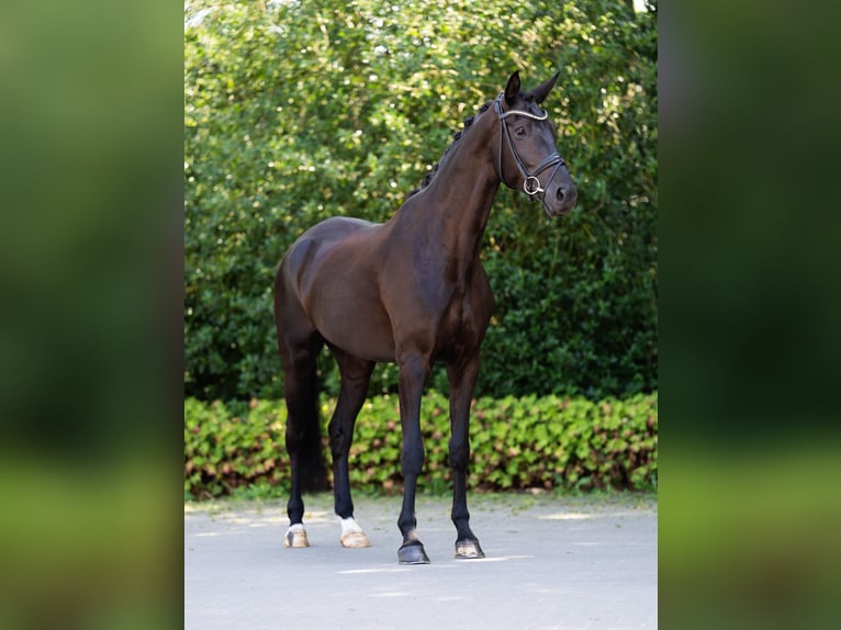 Westfaliano Castrone 6 Anni 182 cm Morello in Hamm
