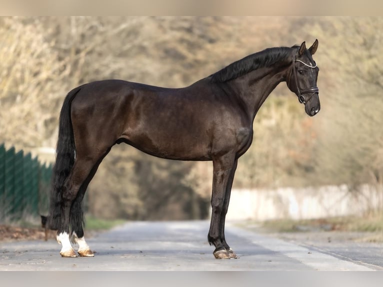 Westfaliano Castrone 6 Anni 182 cm Morello in Windhagen