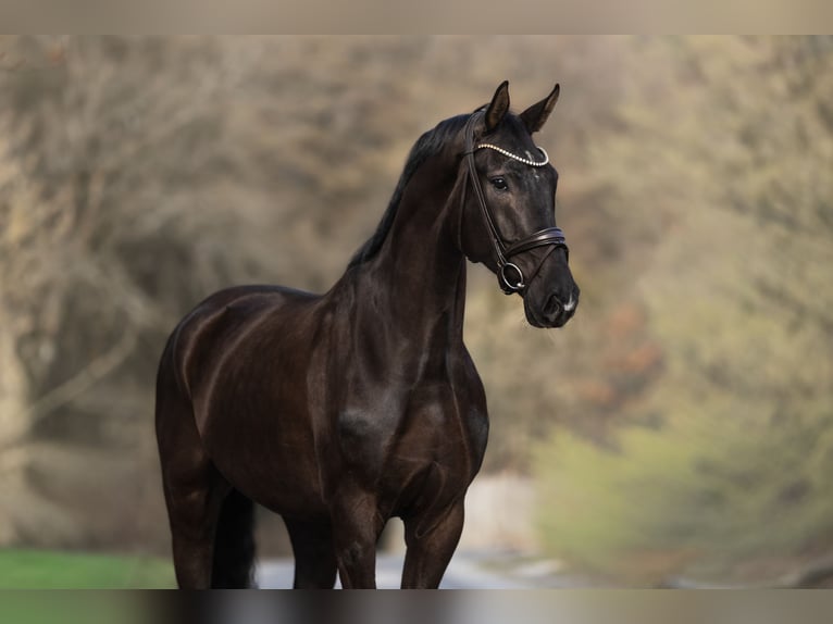 Westfaliano Castrone 6 Anni 182 cm Morello in Windhagen