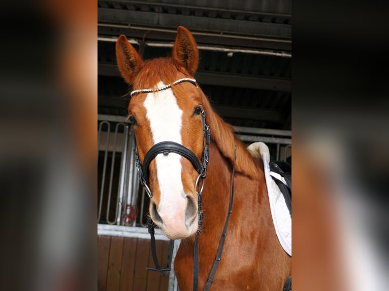 Westfaliano Castrone 6 Anni 183 cm Sauro in Leipzig