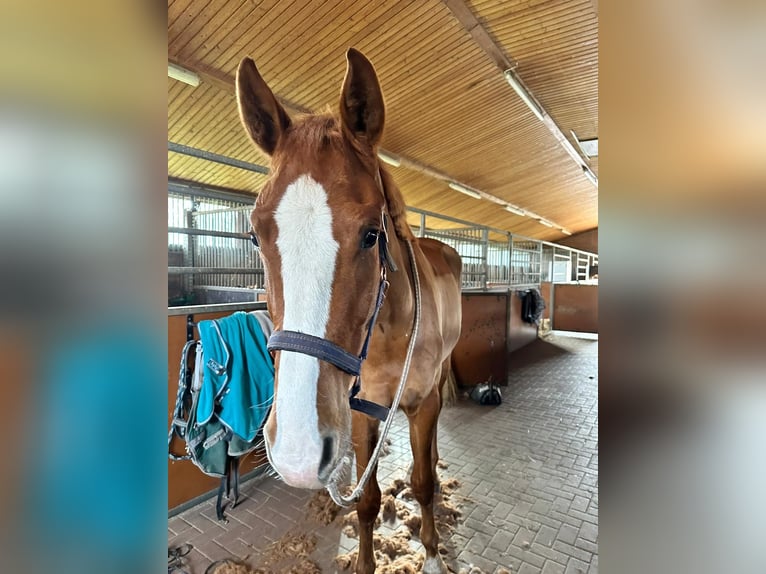 Westfaliano Castrone 6 Anni 183 cm Sauro in Leipzig