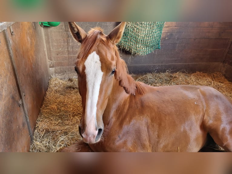Westfaliano Castrone 6 Anni 183 cm Sauro in Leipzig
