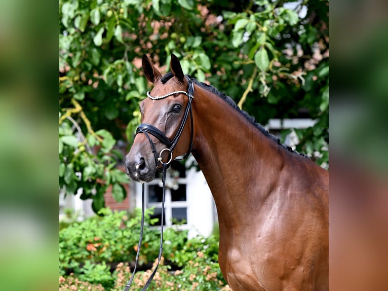 Westfaliano Castrone 6 Anni Baio in Bad Bevensen