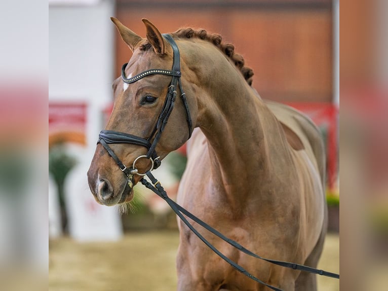 Westfaliano Castrone 6 Anni Sauro in Münster-Handorf