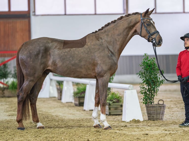 Westfaliano Castrone 6 Anni Sauro scuro in Münster-Handorf