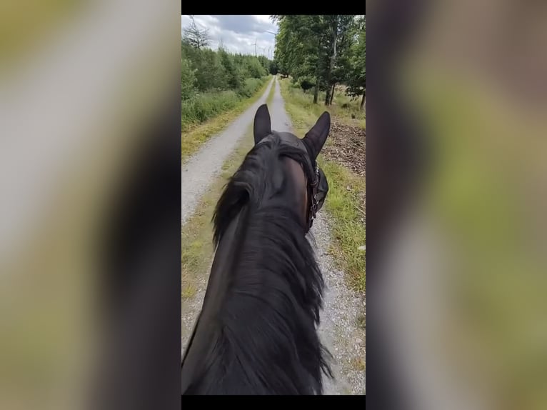Westfaliano Castrone 7 Anni 164 cm Baio scuro in Brilon