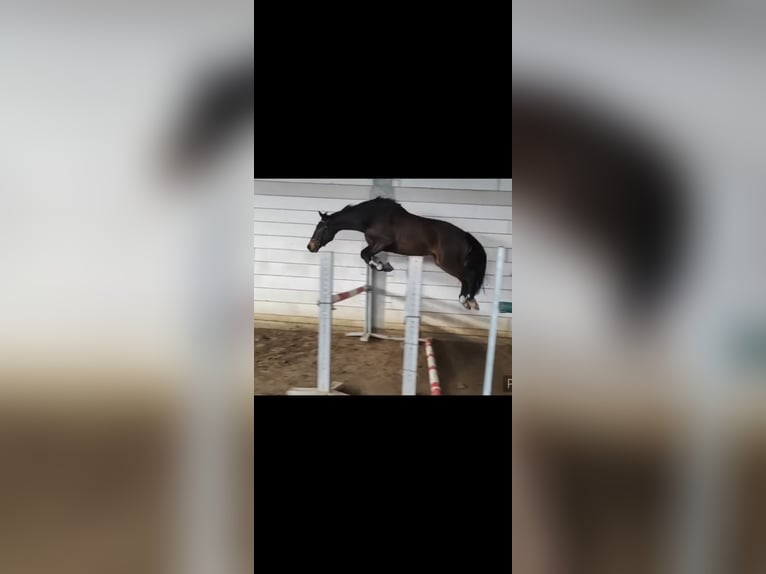 Westfaliano Castrone 7 Anni 164 cm Baio scuro in Brilon