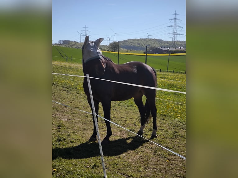 Westfaliano Castrone 7 Anni 164 cm Baio scuro in Brilon