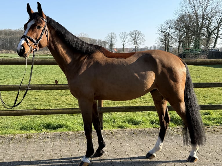 Westfaliano Castrone 7 Anni 165 cm Baio in Nordwalde