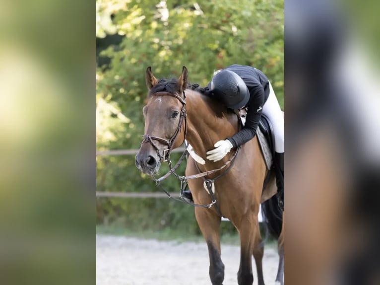 Westfaliano Castrone 7 Anni 166 cm Baio in Bechhofen