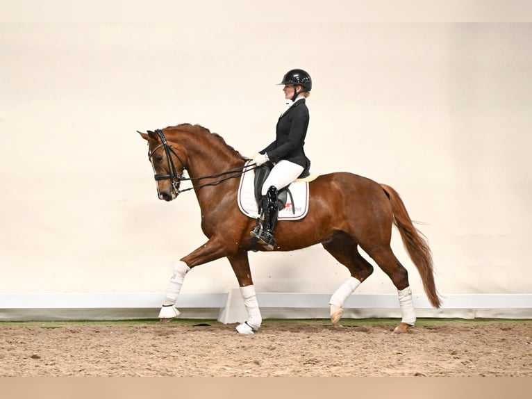 Westfaliano Castrone 7 Anni 166 cm Sauro in Lüdinghausen