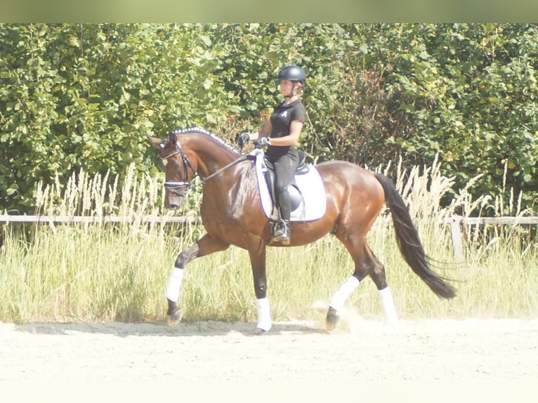 Westfaliano Castrone 7 Anni 167 cm Baio in Iserlohn