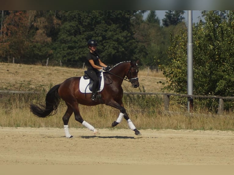 Westfaliano Castrone 7 Anni 167 cm Baio in Iserlohn