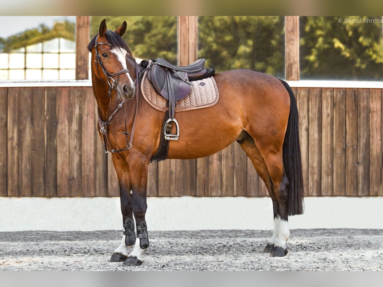 Westfaliano Castrone 7 Anni 167 cm Baio in Grefrath