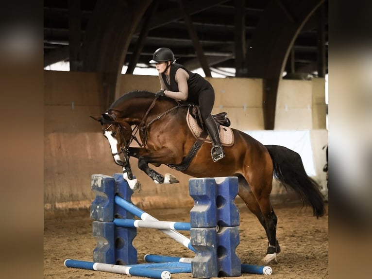 Westfaliano Castrone 7 Anni 167 cm Baio in Grefrath