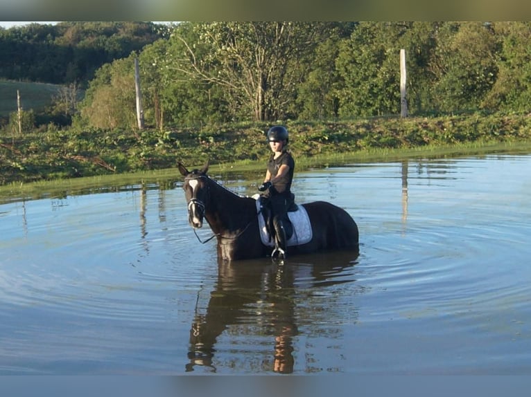 Westfaliano Castrone 7 Anni 167 cm Morello in Iserlohn
