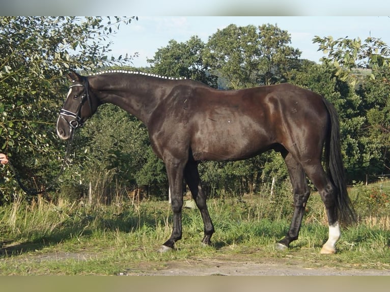 Westfaliano Castrone 7 Anni 167 cm Morello in Iserlohn