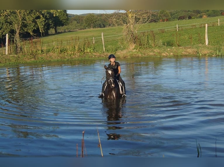 Westfaliano Castrone 7 Anni 167 cm Morello in Iserlohn