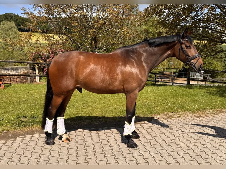 Westfaliano Castrone 7 Anni 168 cm Baio in Sprockhövel