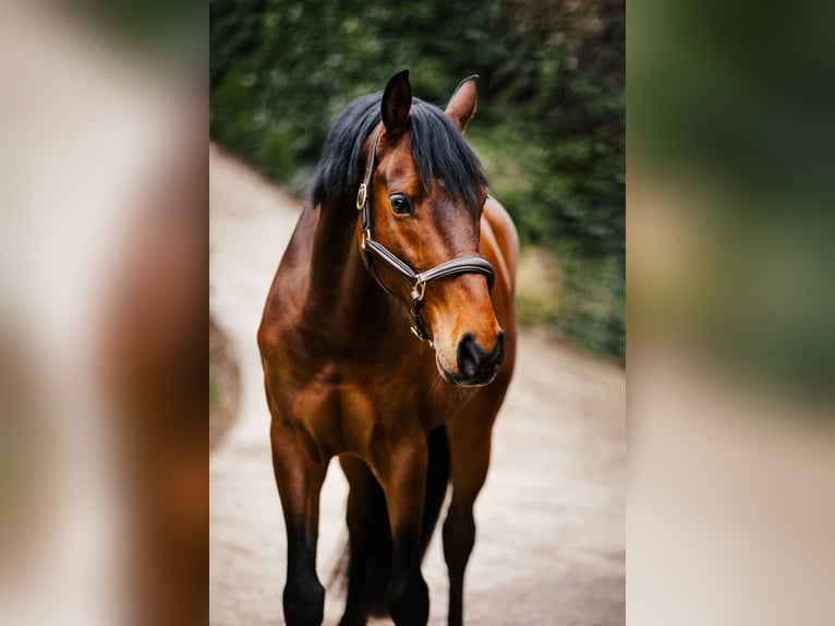 Westfaliano Castrone 7 Anni 168 cm Baio in Sprockhövel