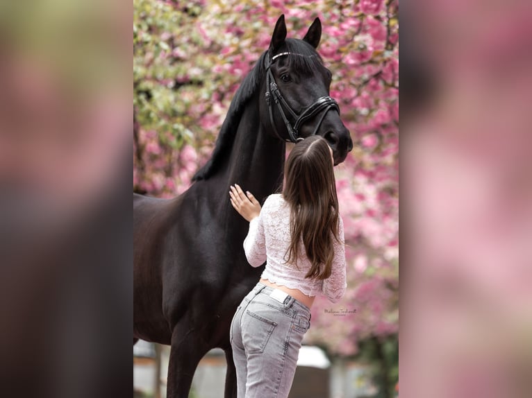 Westfaliano Castrone 7 Anni 168 cm Morello in Hamminkeln