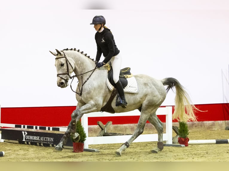 Westfaliano Castrone 7 Anni 168 cm Può diventare grigio in Waddinxveen