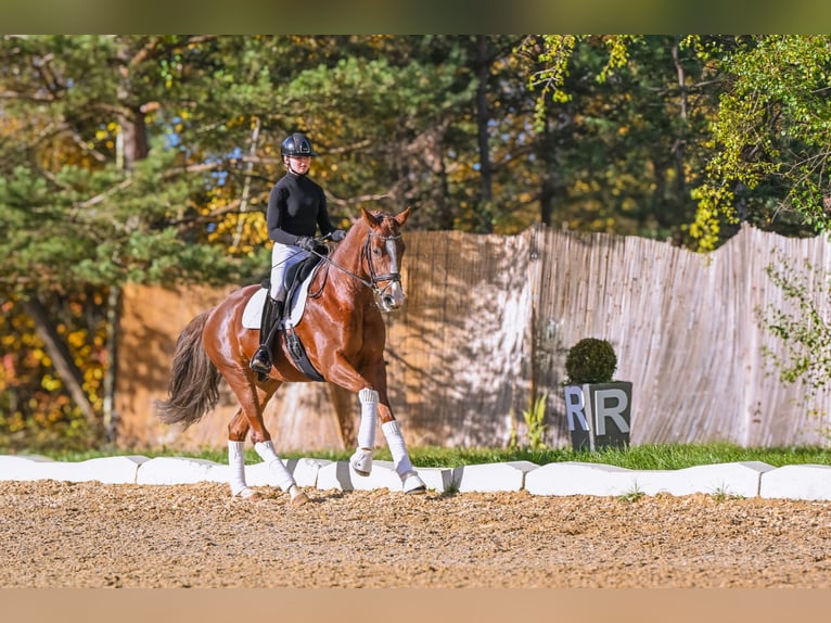 Westfaliano Castrone 7 Anni 168 cm Sauro scuro in Přelíc