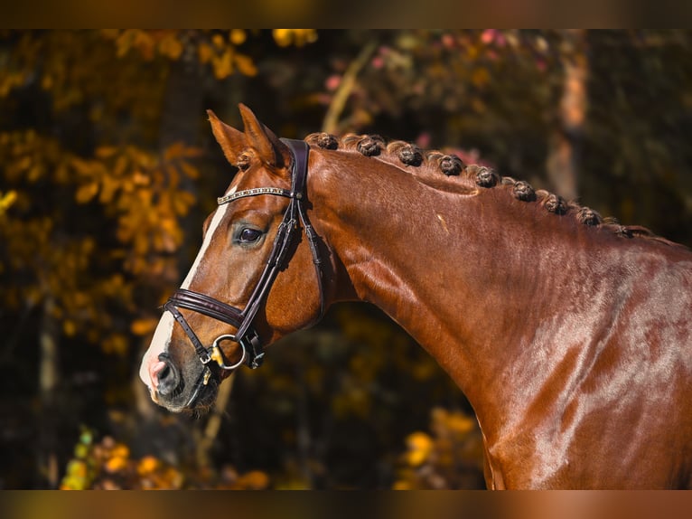Westfaliano Castrone 7 Anni 168 cm Sauro scuro in Přelíc