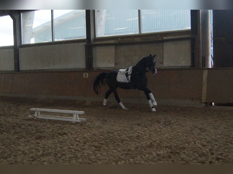 Westfaliano Castrone 7 Anni 169 cm Baio scuro in Iserlohn