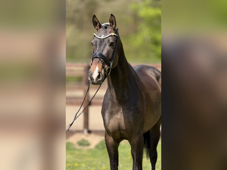 Westfaliano Castrone 7 Anni 169 cm Baio scuro in Schenklengsfeld