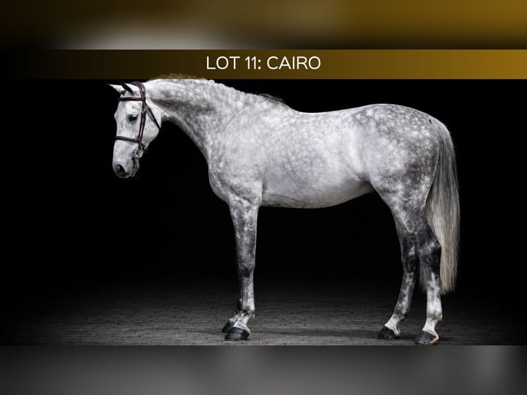 Westfaliano Castrone 7 Anni 169 cm Grigio in Zülpich