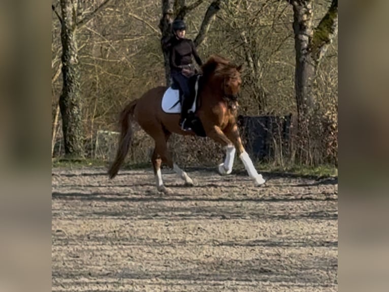 Westfaliano Castrone 7 Anni 169 cm Sauro in Überherrn