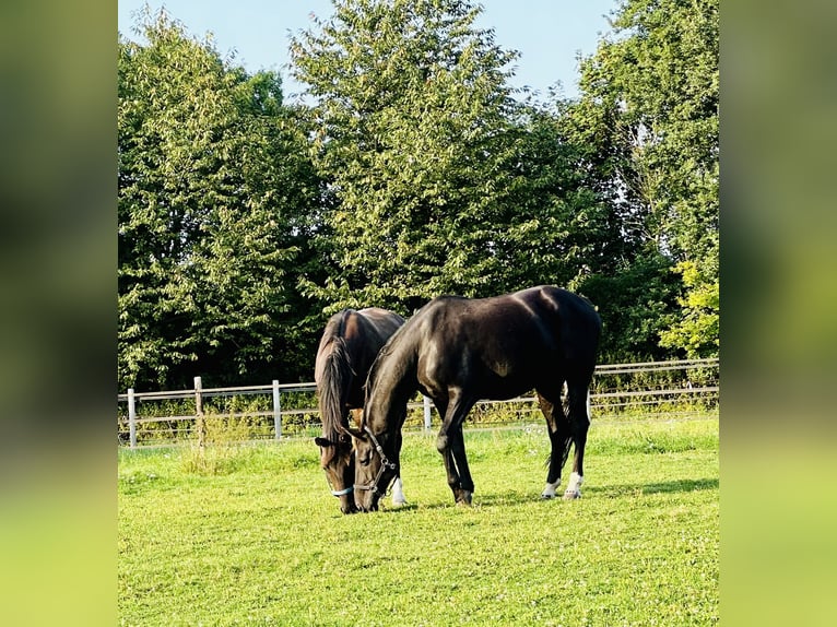 Westfaliano Castrone 7 Anni 169 cm Sauro scuro in Billerbeck