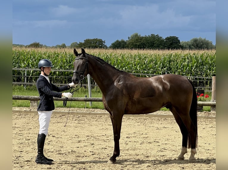 Westfaliano Castrone 7 Anni 169 cm Sauro scuro in Billerbeck