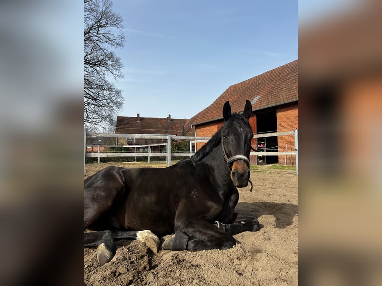 Westfaliano Castrone 7 Anni 170 cm Baio scuro in Gütersloh