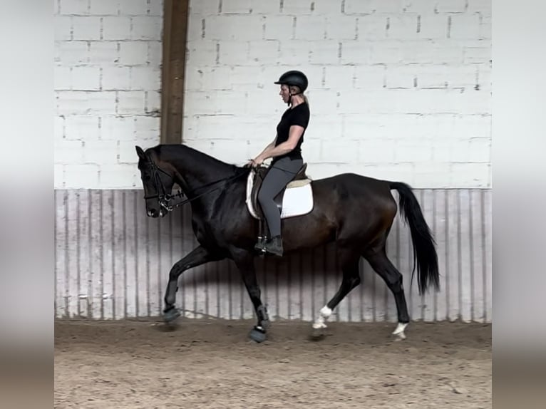 Westfaliano Castrone 7 Anni 170 cm Baio scuro in Schenklengsfeld