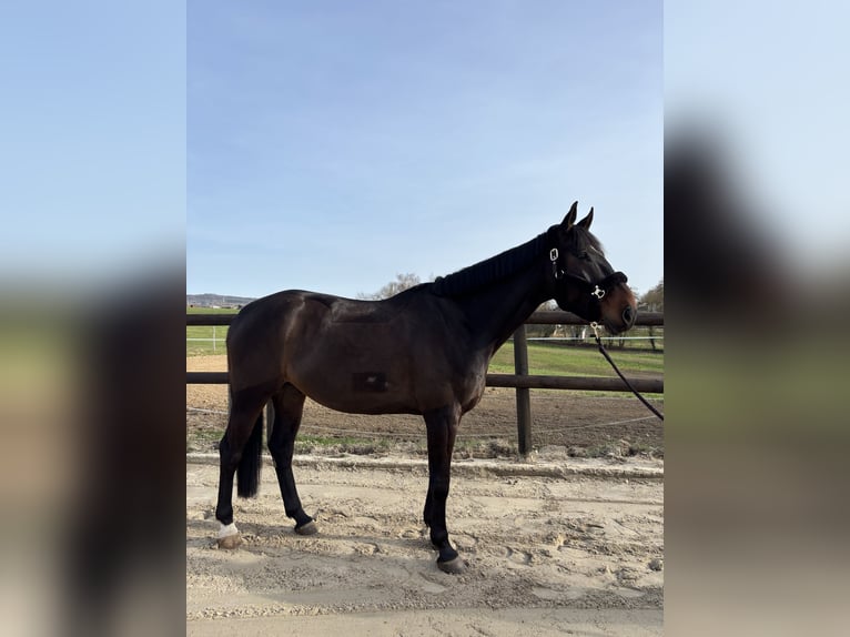 Westfaliano Castrone 7 Anni 170 cm Baio scuro in Hadamar